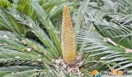 重庆铁树开花爆料视频大全,视频大全揭秘罕见自然现象